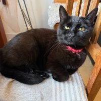 Squeaky the neighbourhood cat